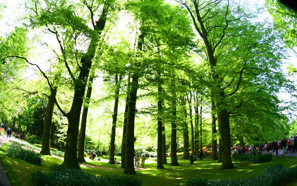 Rừng cổ kính trong thành phố ở Amsterdam và Bỉ